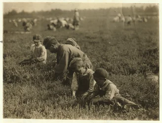 Jo Arnao 3, pflückt Preiselbeeren mit seinem Bruder 6 und seiner Schwester 9 in Whites Bog, Browns Mills, New Jersey, 1910