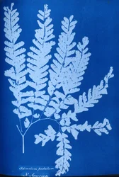 Cyanotypie eines nordamerikanischen Farns, Adiantum pedatum
