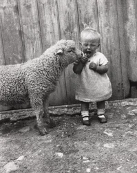 Lamm interessiert sich für den Snack eines kleinen Kindes, ca. 1930er