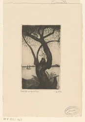 Olivenbaum auf Korsika
