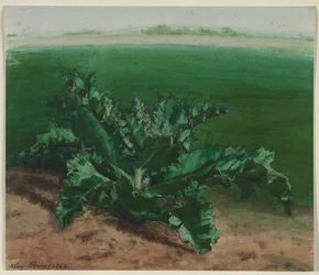 Studie einer Pflanze, möglicherweise Distel