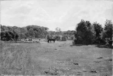 Wiese mit einem weidenden schwarzen Pferd