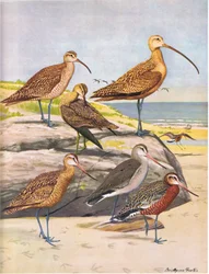 Hudson-Brachvogel, Eskimo-Brachvogel, Langschnabel-Brachvogel, Marmel-Godwit, Hudson-Godwit