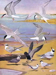 Illustration aus Die Naturgeschichte der amerikanischen Vögel von Ost- und Zentral-Nordamerika, veröffentlicht von Bramhall House, ca. 1970