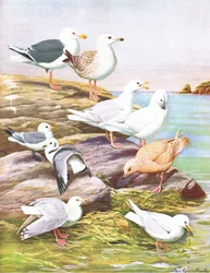 Illustration aus Die Naturgeschichte der amerikanischen Vögel von Ost- und Zentral-Nordamerika, veröffentlicht von Bramhall House um 1970