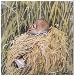 Westliche Erntemaus lebt und brütet in einem grasigen Nest