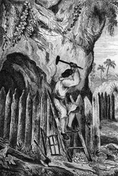 Ich pflanzte zehn Reihen Palisaden. Gravur nach der Zeichnung von M. de Sainson für das Buch von Daniel Defoe „Robinson Crusoe“ französische Ausgabe von 1837.