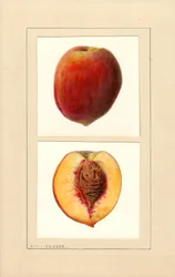 Pfirsiche (Prunus persica: Nummer 10)
