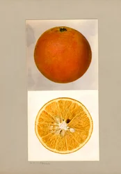 Ananas-Orange (Citrus sinensis)