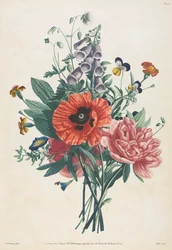 Sammlung von Blumen und Früchten nach der Natur gemalt: Strauß aus Fingerhut, Clematis, Stiefmütterchen, Pfingstrose, Mohn und Gelber Taglilie