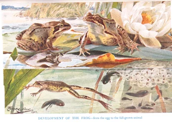 Entwicklung des Frosches, Illustration aus 