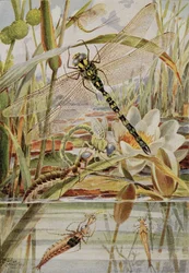 Libelle und Maifliege, Illustration aus 