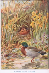 Stockenten und Nest, Illustration aus 