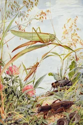 Musikalische Insekten, Illustration aus 
