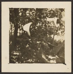 [Calla-Lilien]