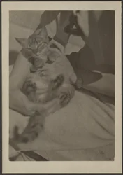 Katze