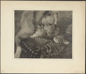 [Katze und Hund]