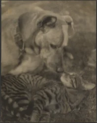 Katze und Hund