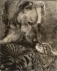 Katze und Hund