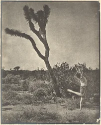 [Tänzerin am Joshua Tree]