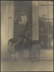 Hunde an der Tür