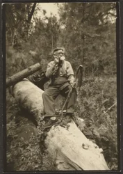 Fleckenstein auf einem Baumstamm