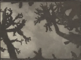 [Joshua-Bäume]