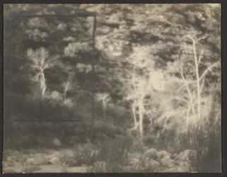 [Landschaft mit hellen Bäumen]