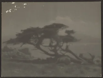 [Landschaft mit Zypressenbaum]