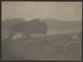 Landschaft mit Schafen