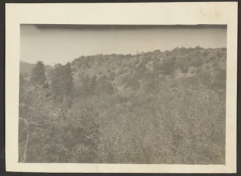 Landschaft mit Sträuchern