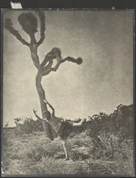 Anmutig und Graziös - Tanzender Joshua