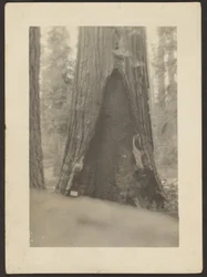 [Massiver Baum]