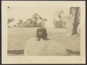 [Welpe auf Felsen]