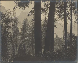 [Waldlandschaft]