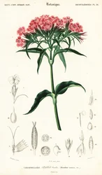 Bartnelke, Dianthus barbatus