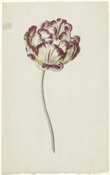 Tulpe