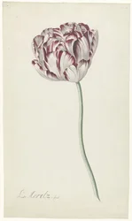 Tulpe