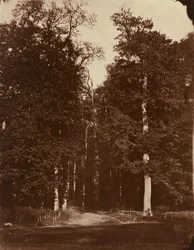 Wald bei Saint-Cloud