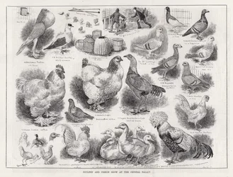 Geflügel- und Taubenschau im Crystal Palace