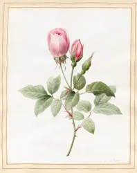 Rosa Rose und Knospen, 1826