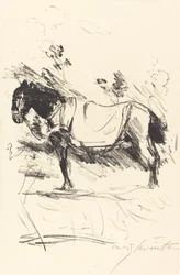Reitpferd