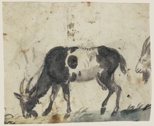 Studie von Ziegen (verso), ca. 1520-30