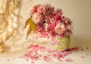 Rosa Kirschblüten
