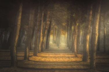 Goldener Waldweg
