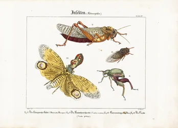 Verschiedene Insekten in Lebensgröße