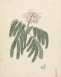 Albizia gummifera (J.F.Gmel.) C.A. Sm. (Gummi-Albizia-Baum): fertige Zeichnung mit geringfügigen Variationen im Blütenkopf