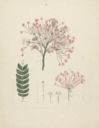 Albizia gummifera (J.F. Gmel.) C.A. Sm. (Gummi-Albizia-Baum): fertige Zeichnung des blühenden Triebs mit Details der Blütenstände, Blüten und Blätter