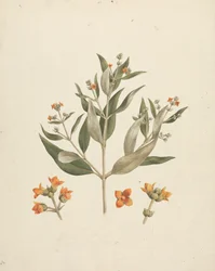 Avicennia marina (Forssk.) Vierh. (Weiße Mangrove): fertige Zeichnung eines blühenden Triebs mit Blütendetails