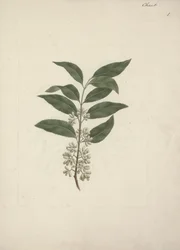 Catha edulis Forssk. (Khath): fertige Zeichnung